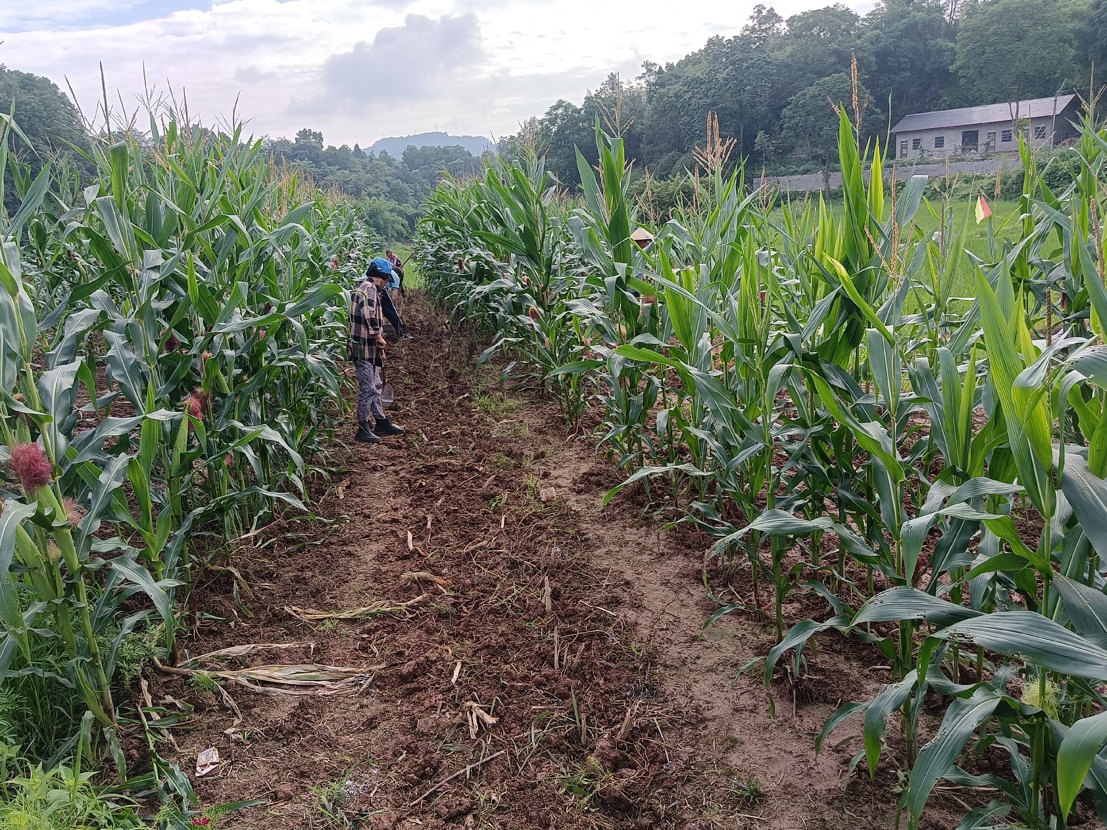 农户在田间进行糯玉米播种作业