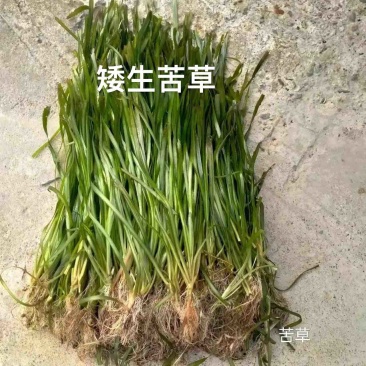 苦草矮生苦草基地直供苦草苗签合同包成活品质保证
