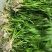 苦草矮生苦草基地直供苦草苗签合同包成活品质保证