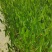 茨菰苗基地专业种植保质保量支持视频看货或线下实地考察