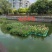 茨菰苗基地专业种植保质保量支持视频看货或线下实地考察