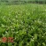 茨菰苗基地专业种植保质保量支持视频看货或线下实地考察