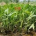 茨菰苗基地专业种植保质保量支持视频看货或线下实地考察