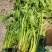 茨菰苗基地专业种植保质保量支持视频看货或线下实地考察