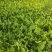 茨菰苗基地专业种植保质保量支持视频看货或线下实地考察