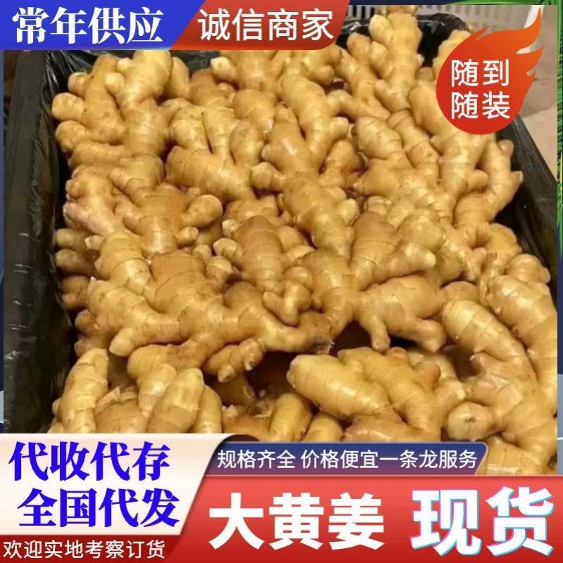 【大黄姜】山东日照山东大黄姜水洗姜风干量大从优常年供货