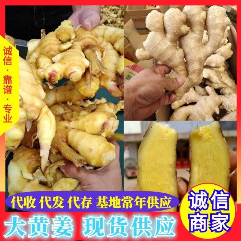 山东大黄姜生姜产地批发现货常年供应代收代发代存