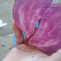 小花叶紫薯