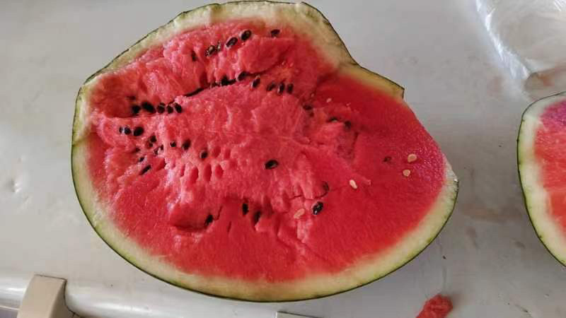 2023盖县陆地精品甜王西瓜🍉大量上市，全国代发。