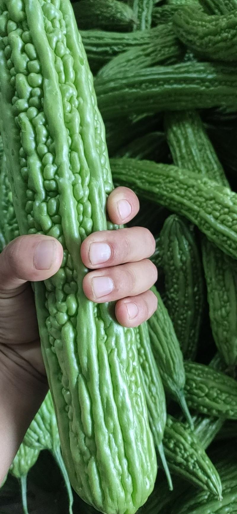 新蔓冷棚绿苦瓜