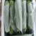 新蔓冷棚绿苦瓜