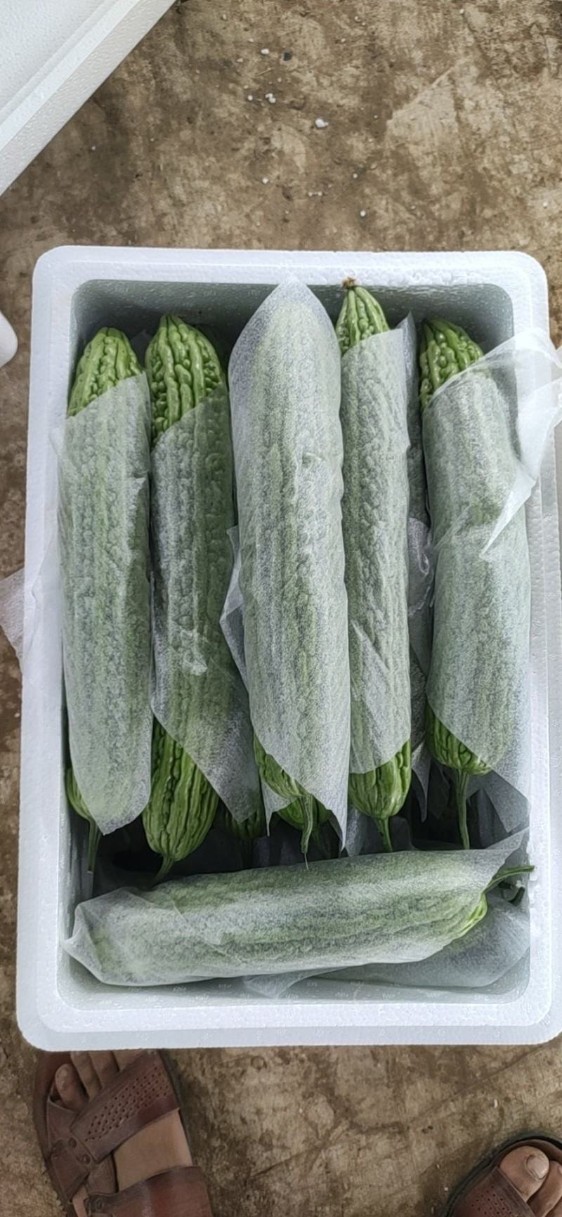 新蔓冷棚绿苦瓜