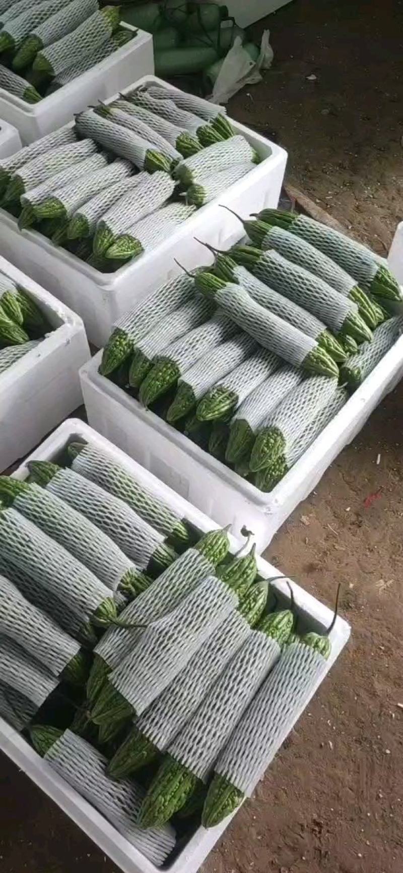 新蔓冷棚绿苦瓜