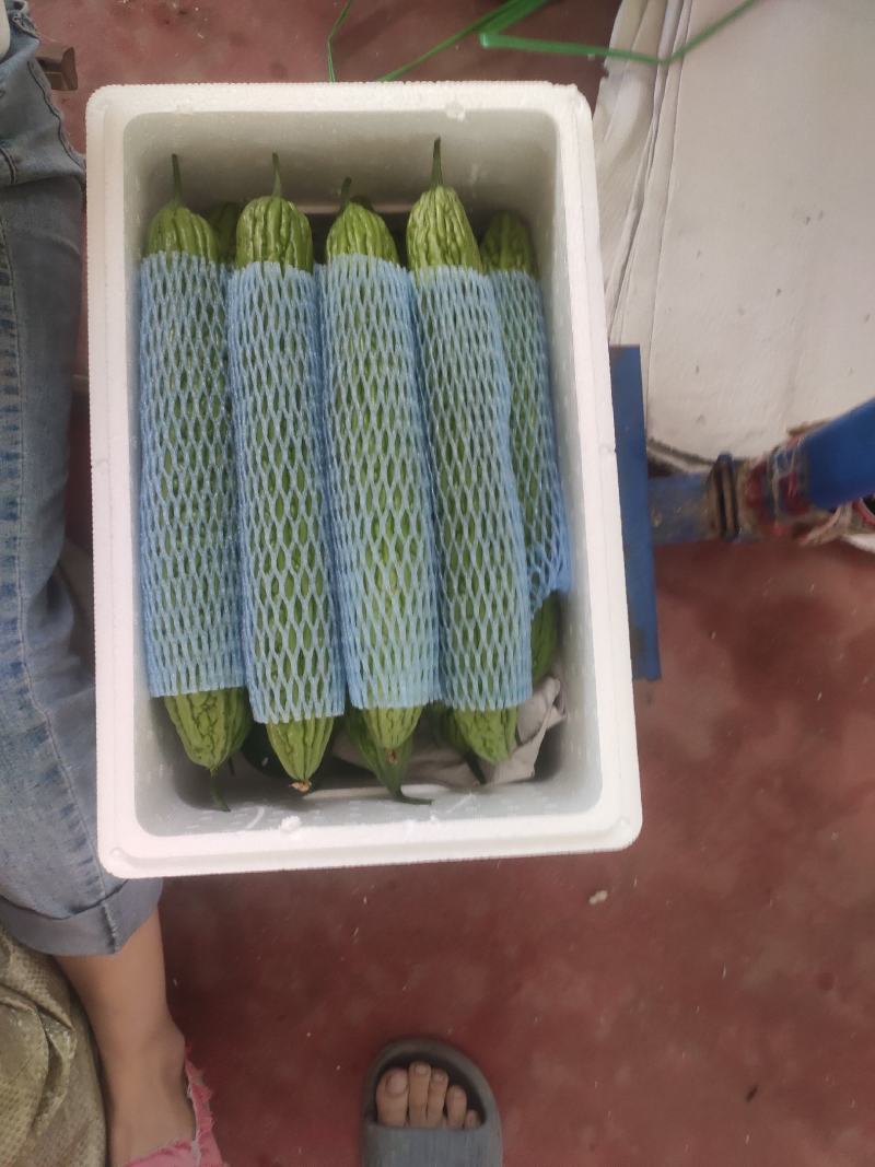 新蔓冷棚绿苦瓜