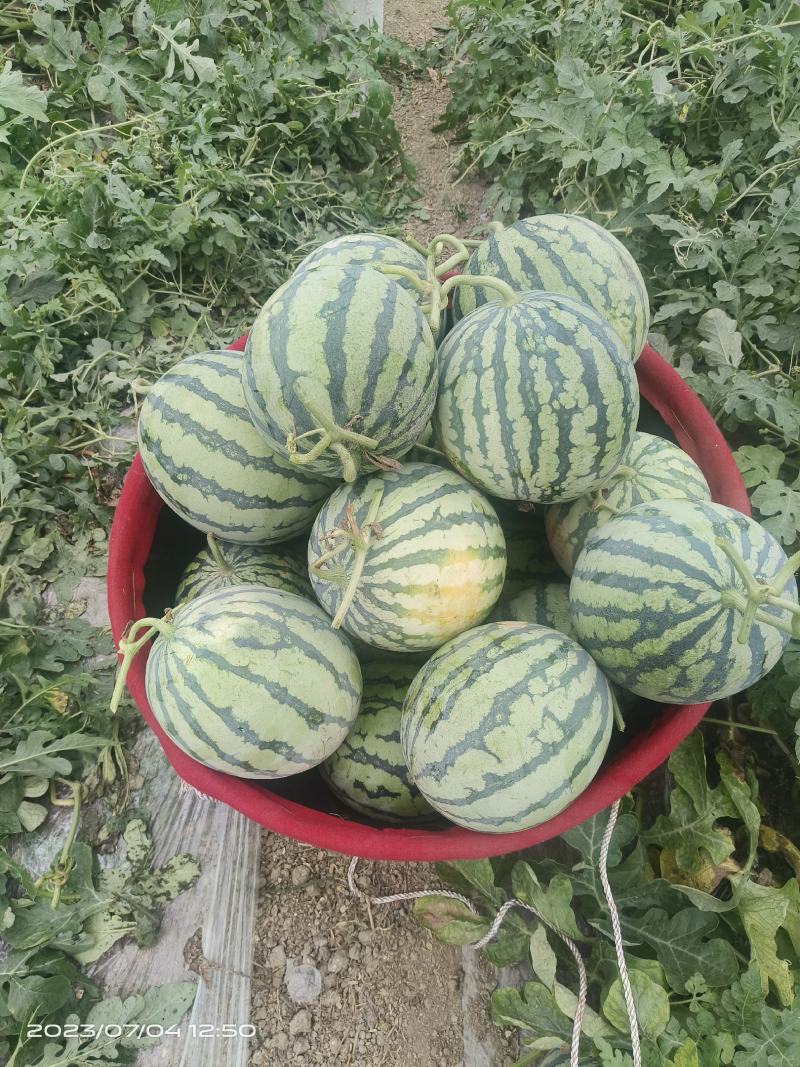 大棚精品美都露美都西瓜天美都及西农八号持续上市