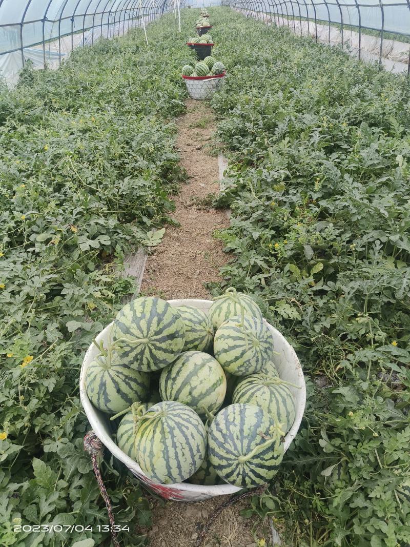 大棚精品美都露美都西瓜天美都及西农八号持续上市