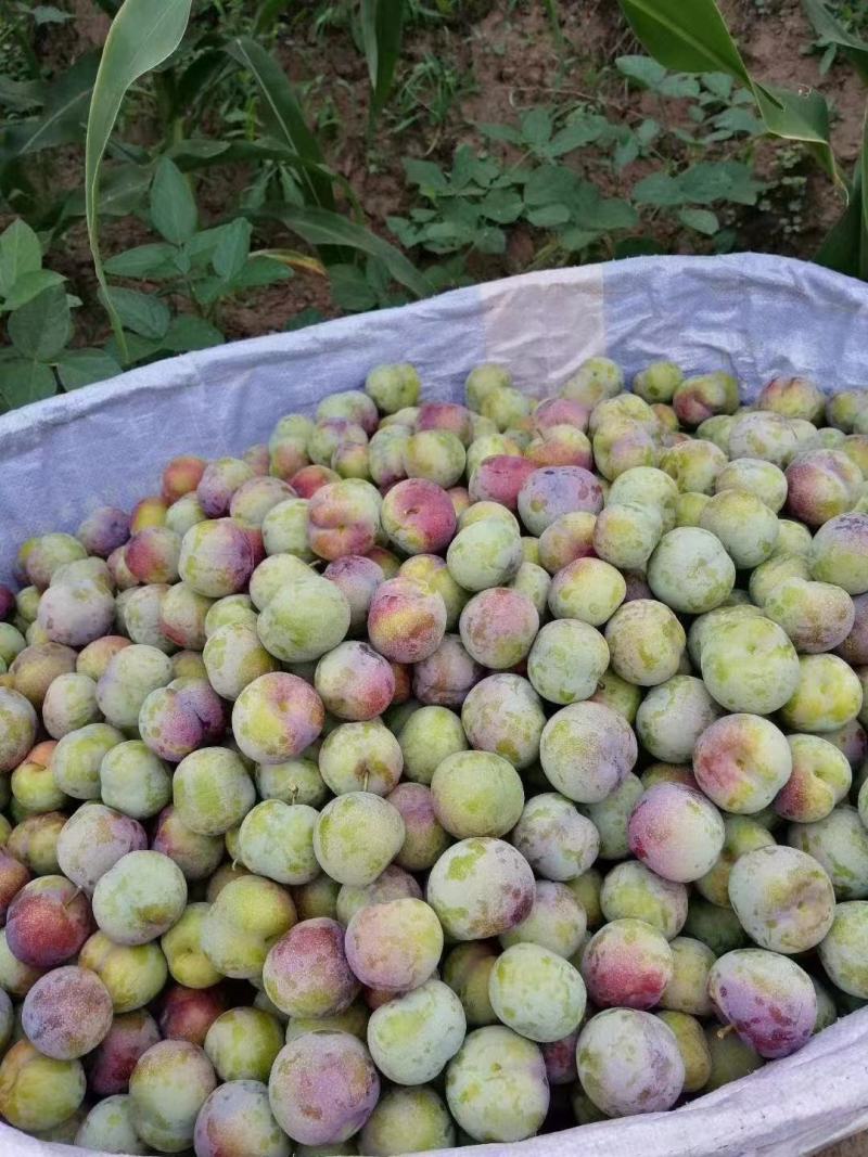 李子，半边红李子。颜色好，味道甜，离核。