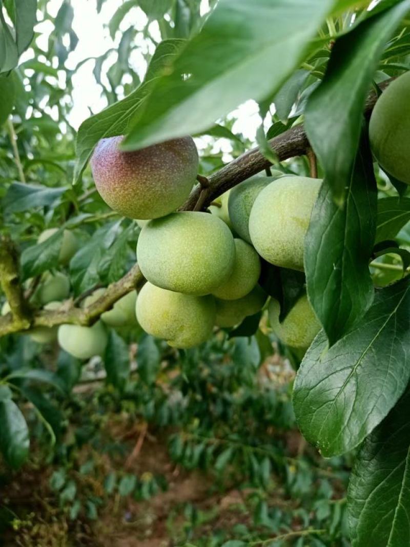 李子，半边红李子。颜色好，味道甜，离核。