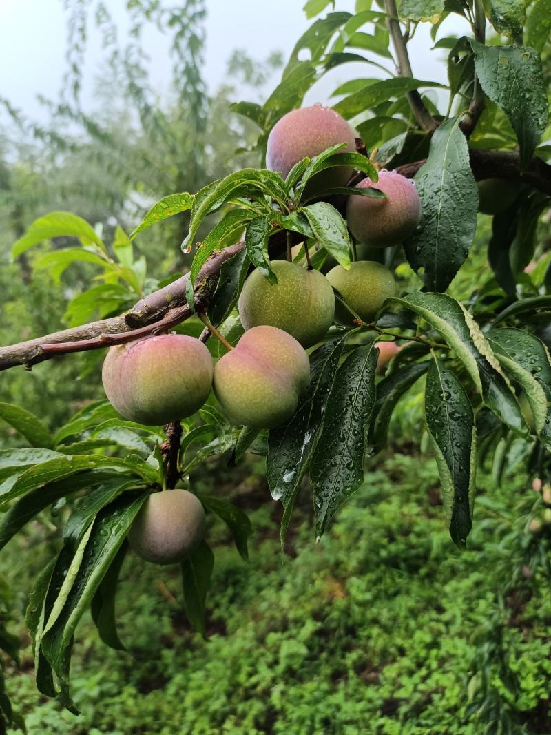 李子，半边红李子。颜色好，味道甜，离核。