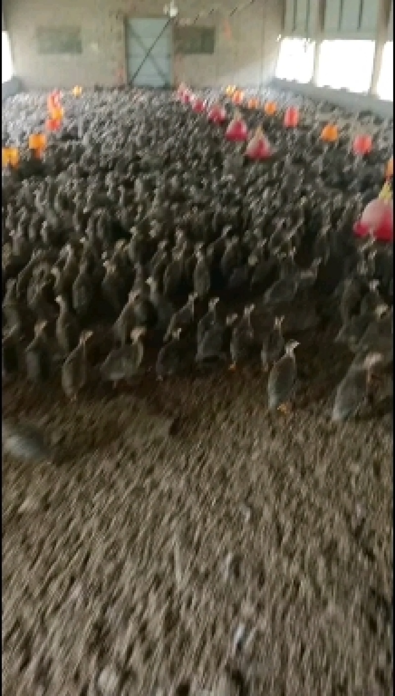 珍珠鸡苗孵化场直供一手货源珍珠鸡品质保障全国包运包打疫苗