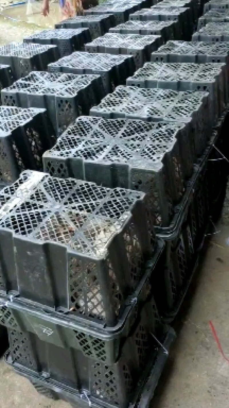 珍珠鸡苗孵化场直供一手货源珍珠鸡品质保障全国包运包打疫苗