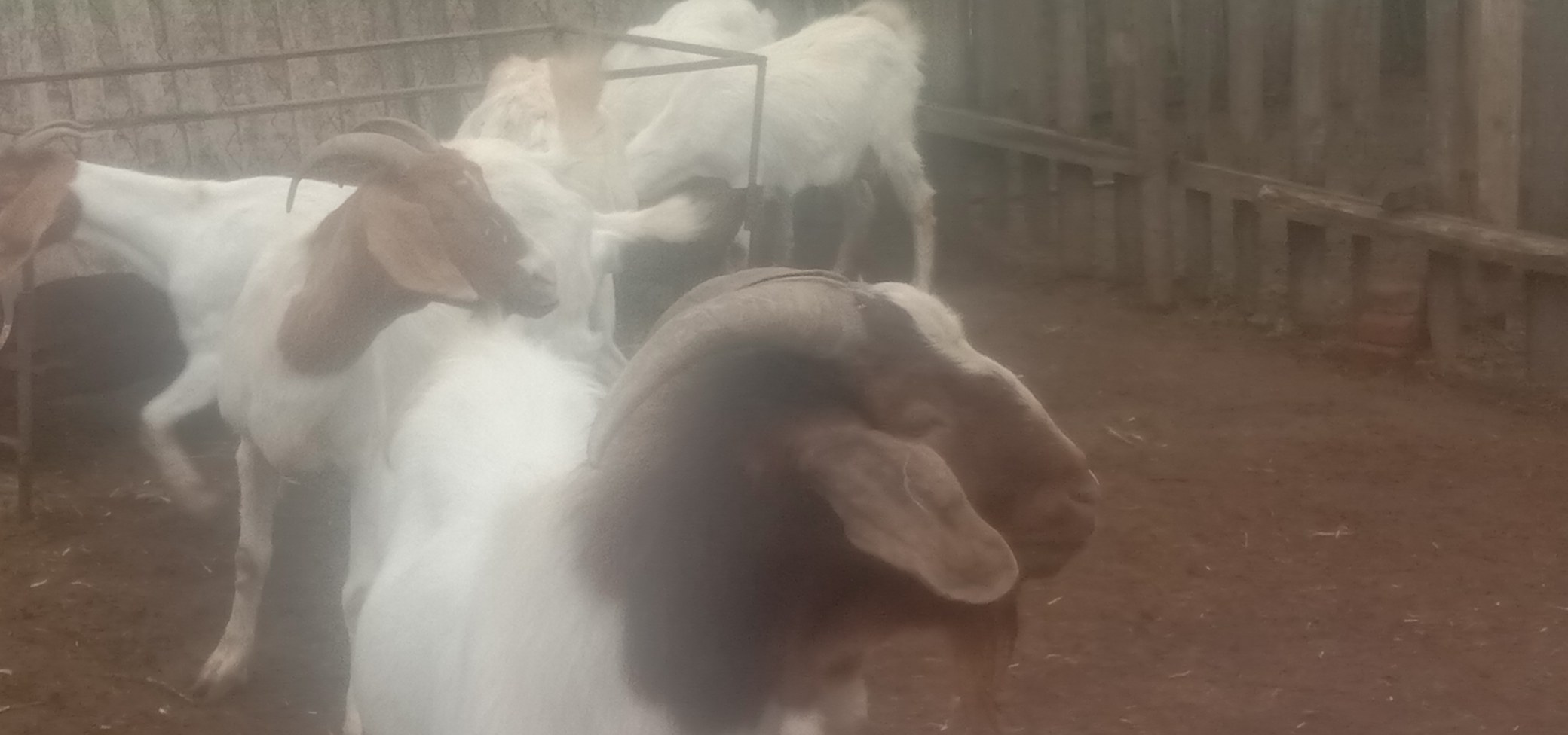 波尔山羊幼崽在养殖场中