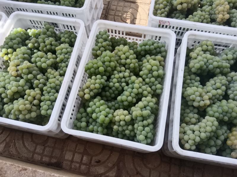 弥勒东风本地水晶葡萄大量出售