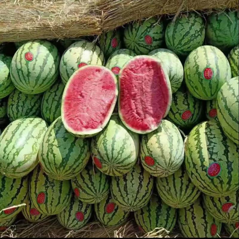【推荐老店】宁夏石头瓜诚信报价产地直发质量保证