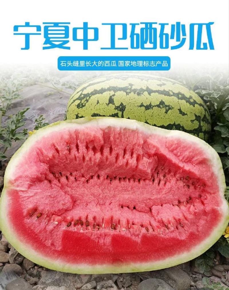 【推荐老店】宁夏石头瓜诚信报价产地直发质量保证