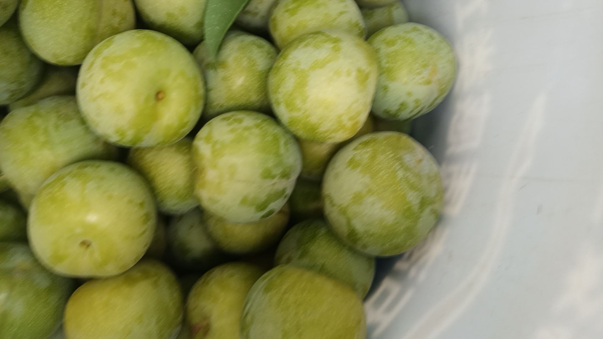 展示一颗新鲜的青脆李子,果皮青绿、表面光滑,背景为果园环境 青脆李子特写