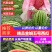 【精选】中卫西瓜金城5号西瓜头茬瓜大量上市中