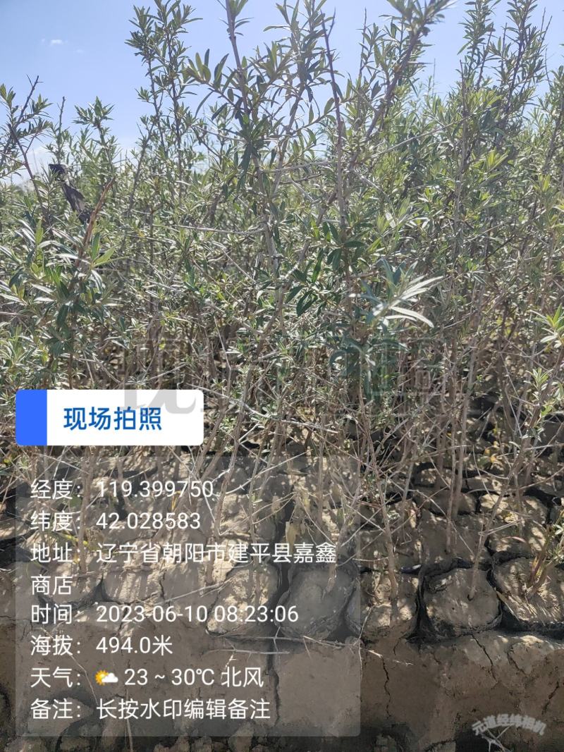 一年生沙棘苗
