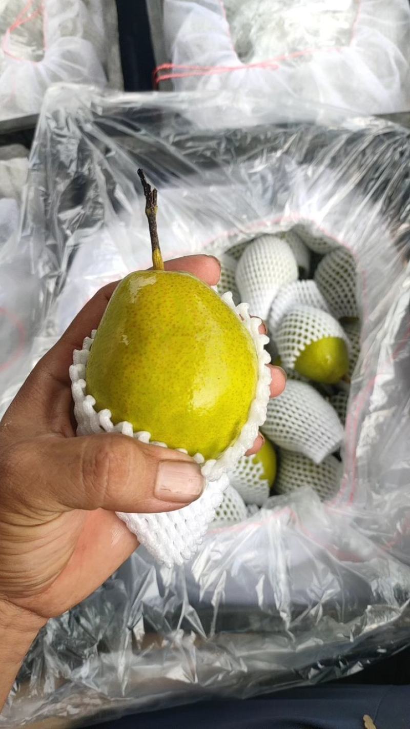 新梨七号