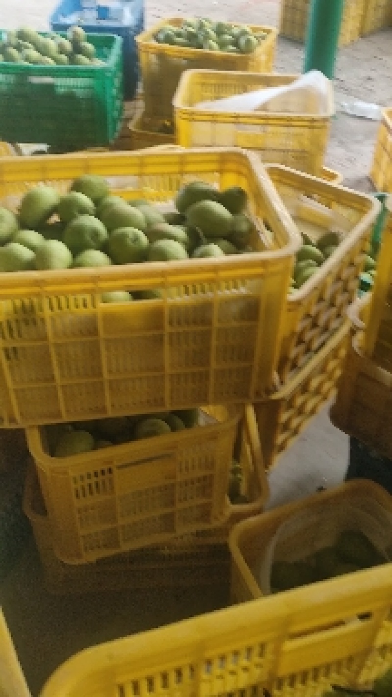 新梨七号