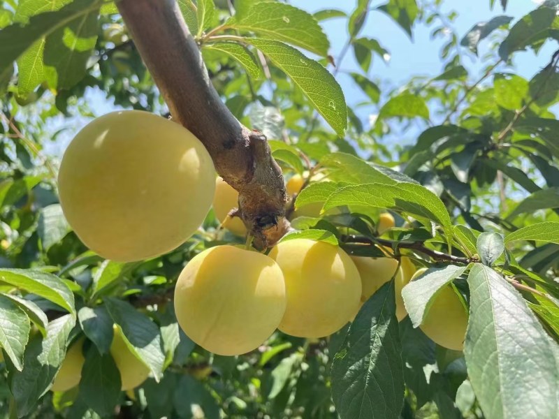 汉源桃花李