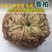 野生卷柏九生还魂草无硫不死草中药材店石柏还阳草岩柏草