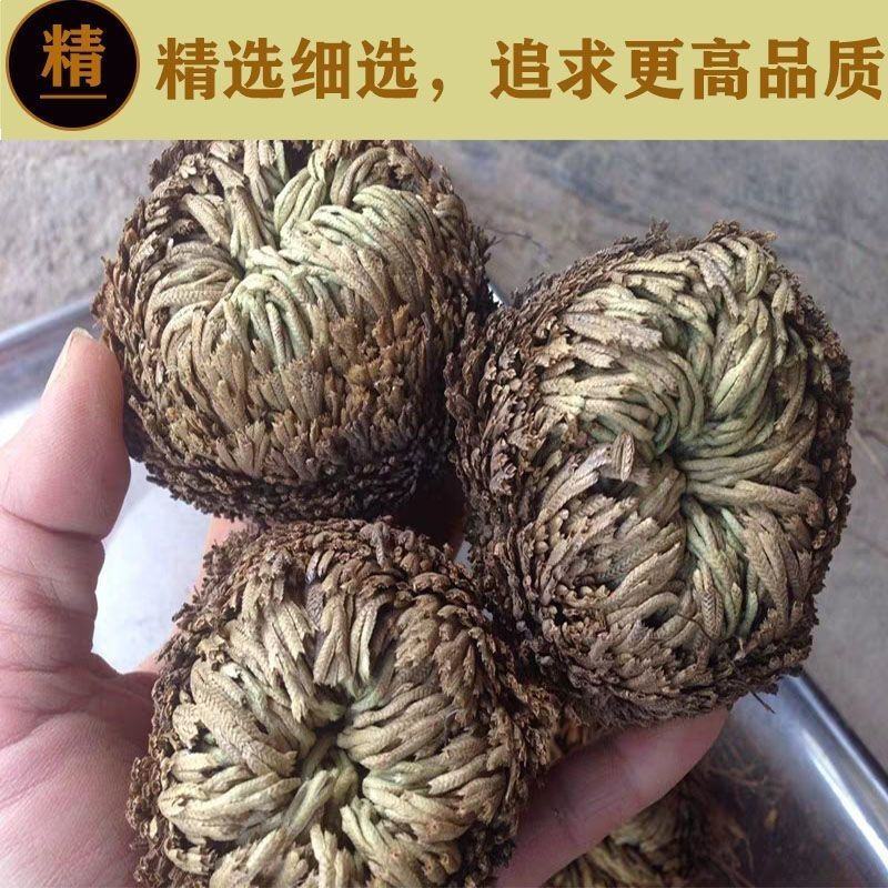 野生卷柏九生还魂草无硫不死草中药材店石柏还阳草岩柏草