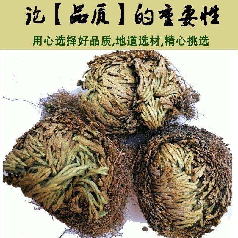 野生卷柏九生还魂草无硫不死草中药材店石柏还阳草岩柏草