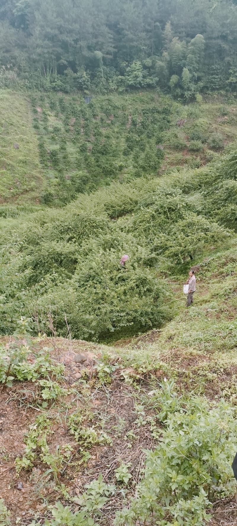 三华李，清甜，香脆，口感好，有需要的老板提前在一亩田联系