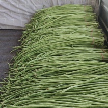 长豆角精品上市中需要可以联系量大需要快速联系