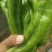 高原夏菜，陇椒，青椒，质量高。红陇椒，红青椒。