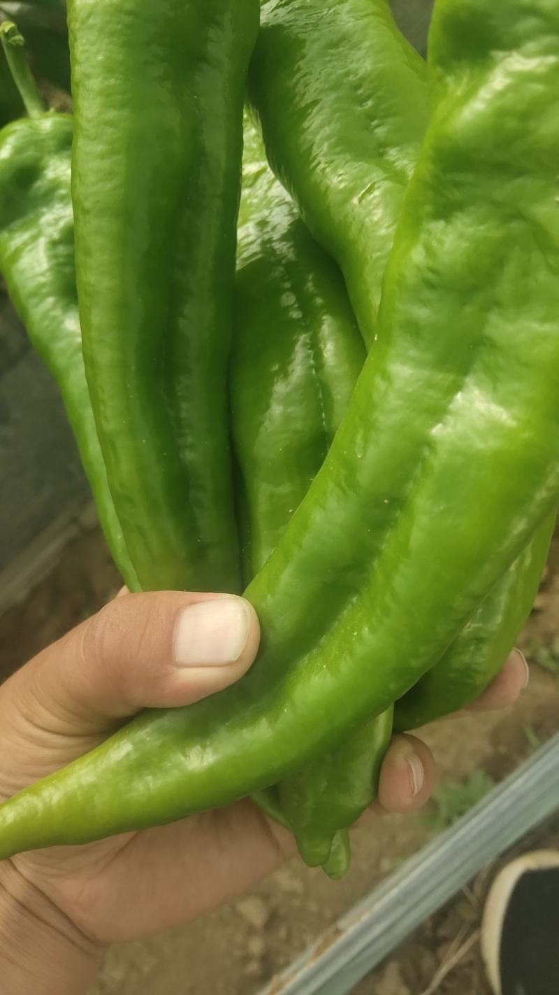 高原夏菜，陇椒，青椒，质量高。红陇椒，红青椒。
