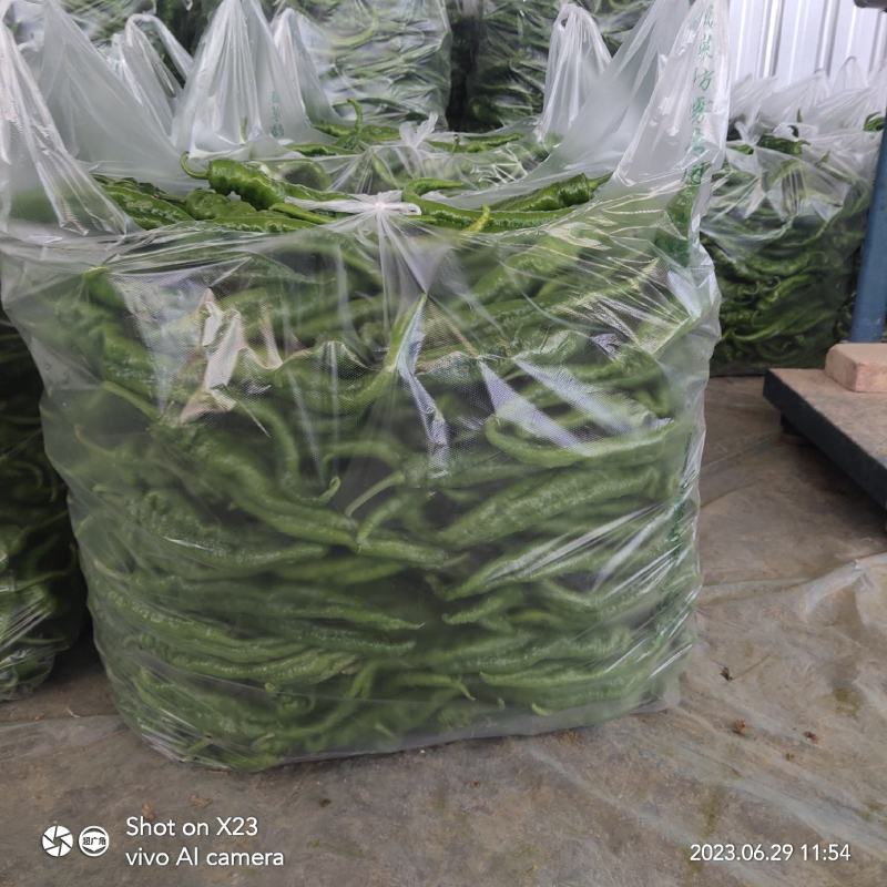 高原夏菜，陇椒，青椒，质量高。红陇椒，红青椒。