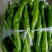 高原夏菜，陇椒，青椒，质量高。红陇椒，红青椒。