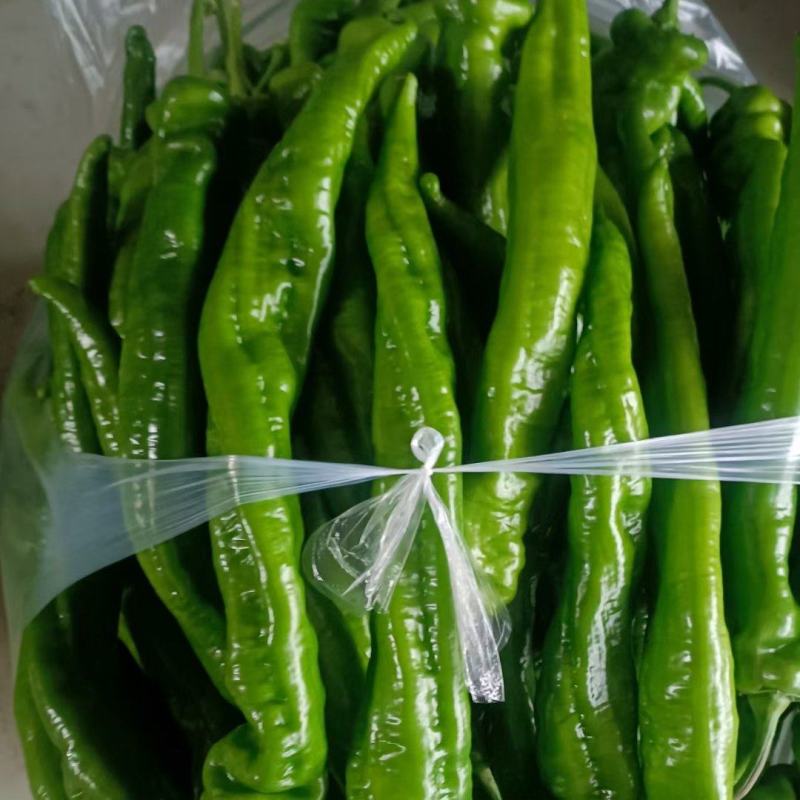 高原夏菜，陇椒，青椒，质量高。红陇椒，红青椒。