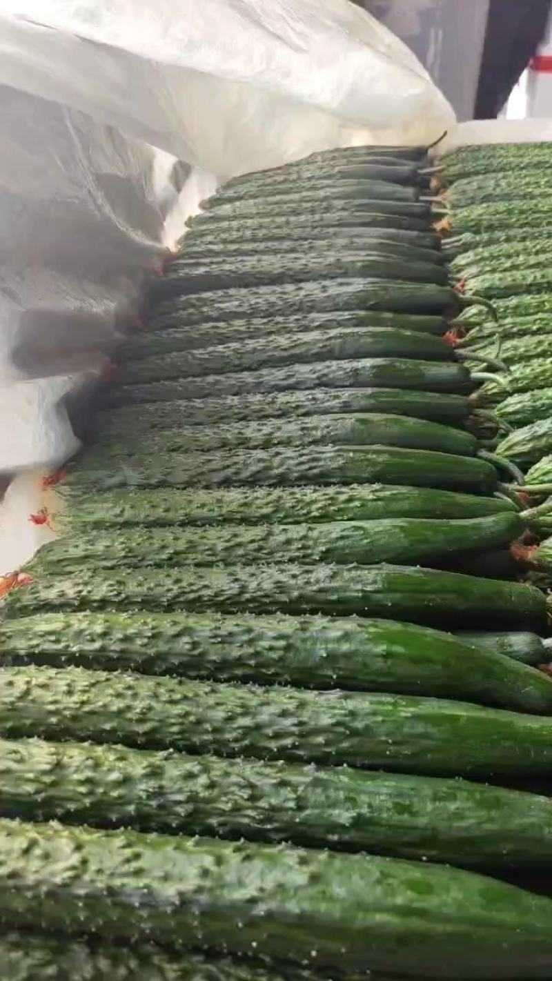 莒县黄瓜大量上市
