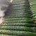 莒县黄瓜大量上市