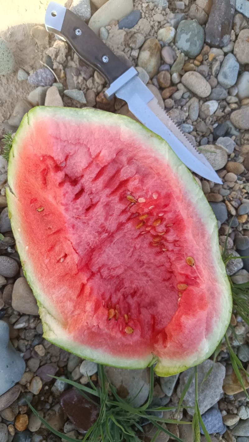 西瓜.甘肃靖远硒砂瓜