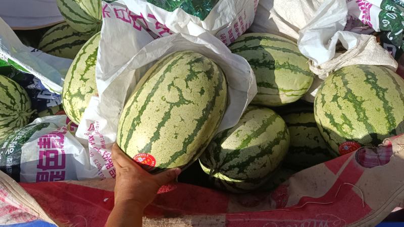 西瓜.甘肃靖远硒砂瓜
