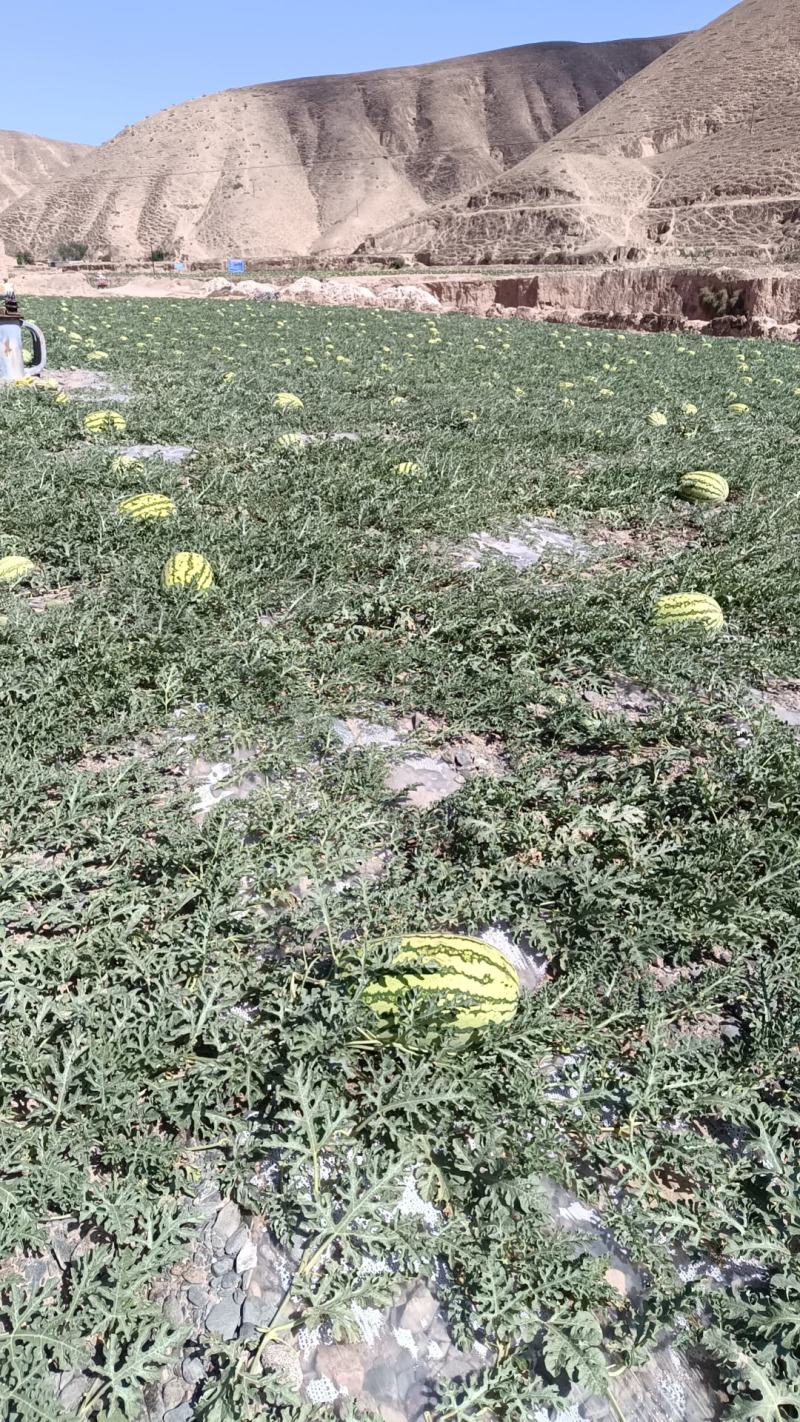 西瓜.甘肃靖远硒砂瓜
